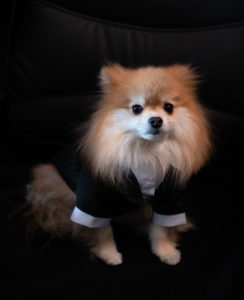 Thomas Pomzie played by Pom Pom Chewy posing in a tux at the bar